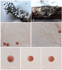 Attēlu rezultāti vaicājumam “Diderma chondrioderma spores”