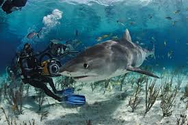 Image result for Seabug Divers