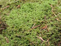 Attēlu rezultāti vaicājumam “Lophozia incisa”