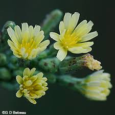 Attēlu rezultāti vaicājumam “Lactuca sativa flower”