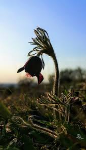 Attēlu rezultāti vaicājumam “Pulsatilla pratensis bud”