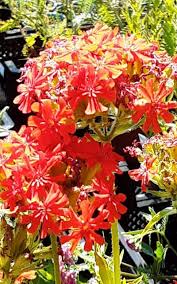 Attēlu rezultāti vaicājumam “Silene chalcedonica flower”