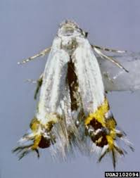 Attēlu rezultāti vaicājumam “Lyonetiidae”