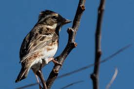 Image result for Emberiza rustica