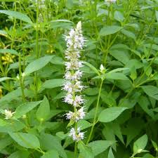 Attēlu rezultāti vaicājumam “Labiatae”