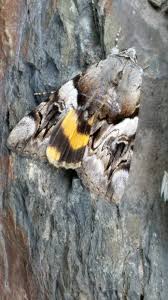 Attēlu rezultāti vaicājumam “Catocala fulminea”