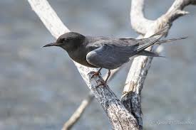 Attēlu rezultāti vaicājumam “Chlidonias niger”