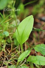 Attēlu rezultāti vaicājumam “Malaxis monophyllos leaf”