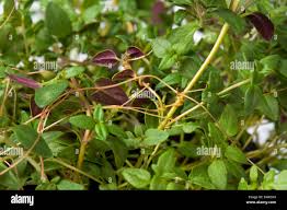 Attēlu rezultāti vaicājumam “Cuscuta europaea”