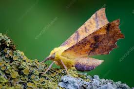 Attēlu rezultāti vaicājumam “Ennomos alniaria”