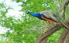 Image result for Яла заповедник