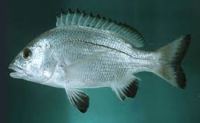 Image result for Polysteganus undulosus