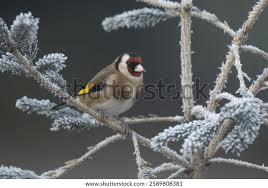 Attēlu rezultāti vaicājumam “Carduelis carduelis adult”