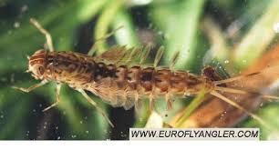 Attēlu rezultāti vaicājumam “Siphlonurus”