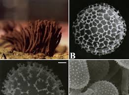 Attēlu rezultāti vaicājumam “Symphytocarpus flaccidus stalked”