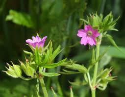 Attēlu rezultāti vaicājumam “Geranium dissectum fruit”