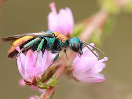 Attēlu rezultāti vaicājumam “Hedychrum sp.”