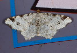 Attēlu rezultāti vaicājumam “Macaria notata”