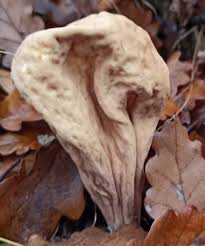 Attēlu rezultāti vaicājumam “Clavariadelphus pistillaris”