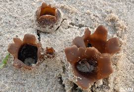 Attēlu rezultāti vaicājumam “Peziza ammophila”