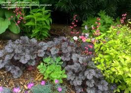 Image result for Heuchera Metallica