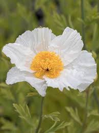 Image result for Scheinmohn