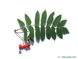 Attēlu rezultāti vaicājumam “Sorbus aucuparia leaf”