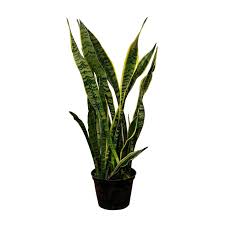 Attēlu rezultāti vaicājumam “Peniophora laurentii”