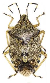 Attēlu rezultāti vaicājumam “Dryophilocoris flavoquadrimaculatus imago”