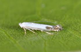 Attēlu rezultāti vaicājumam “Lyonetia clerkella”