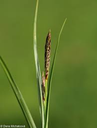 Attēlu rezultāti vaicājumam “Carex hirta female flower”