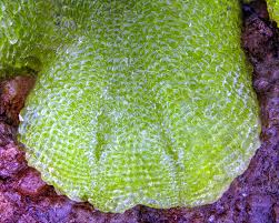 Attēlu rezultāti vaicājumam “Riccia glauca”