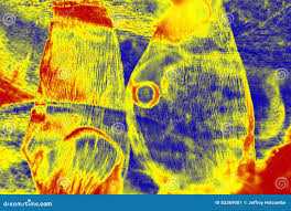 Attēlu rezultāti vaicājumam “Platygyrium repens”