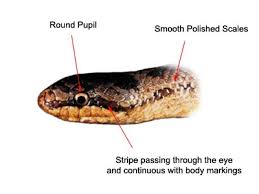 Attēlu rezultāti vaicājumam “Coronella austriaca adult”