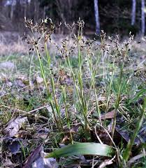 Attēlu rezultāti vaicājumam “Luzula pilosa”