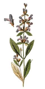 Attēlu rezultāti vaicājumam “Salvia officinalis”