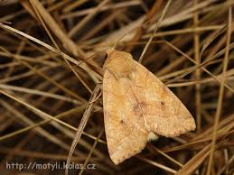 Attēlu rezultāti vaicājumam “Enargia paleacea”