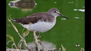 Attēlu rezultāti vaicājumam “Tringa ochropus”