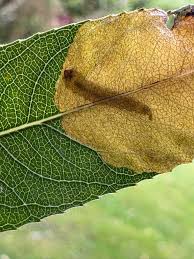 Attēlu rezultāti vaicājumam “Lyonetia prunifoliella”