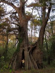 Attēlu rezultāti vaicājumam “Taxodium distichum”