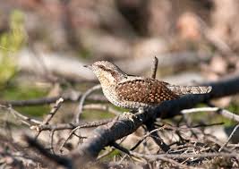 Attēlu rezultāti vaicājumam “Jynx torquilla”