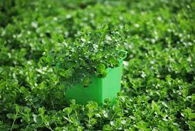 Attēlu rezultāti vaicājumam “Lysimachia nummularia”