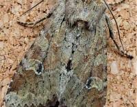 Attēlu rezultāti vaicājumam “Apamea sordens”