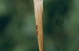 Attēlu rezultāti vaicājumam “Setina irrorella”