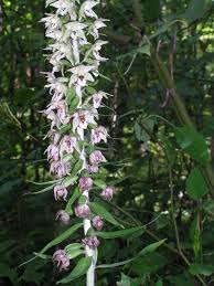 Attēlu rezultāti vaicājumam “Epipactis”