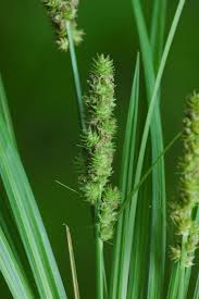 Attēlu rezultāti vaicājumam “Carex loliacea leaf”