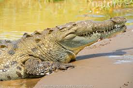 Image result for Crocodylus acutus