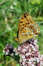 Attēlu rezultāti vaicājumam “Argynnis adippe”