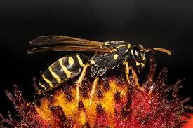 Attēlu rezultāti vaicājumam “Polistes nimpha”