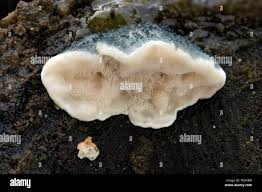 Attēlu rezultāti vaicājumam “Postia caesia”